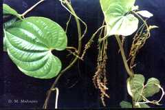 Dioscorea bulbifera